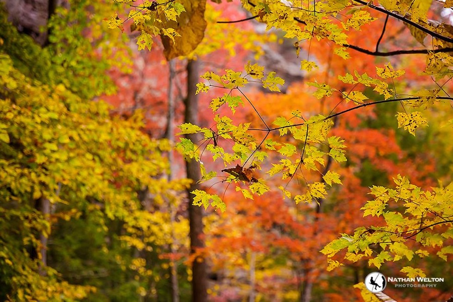 fall colors kentucky